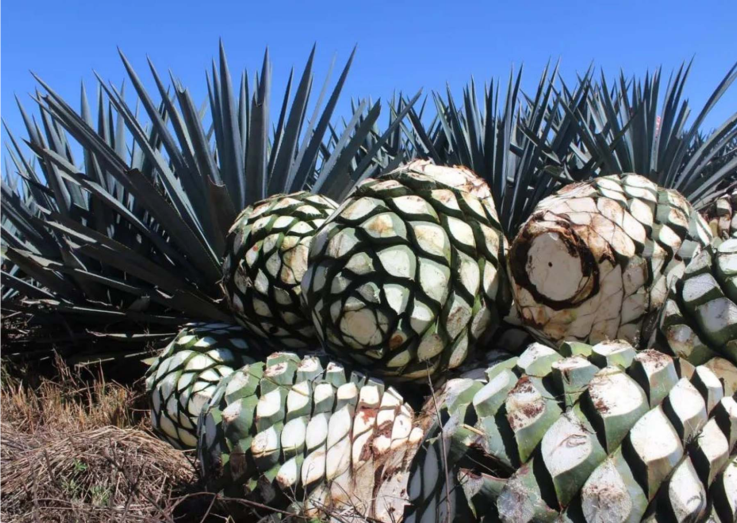 product wholesale clear liquor bottle 500ml 750ml flat tequila bottle glass with screw cap for tequila and customization box-4