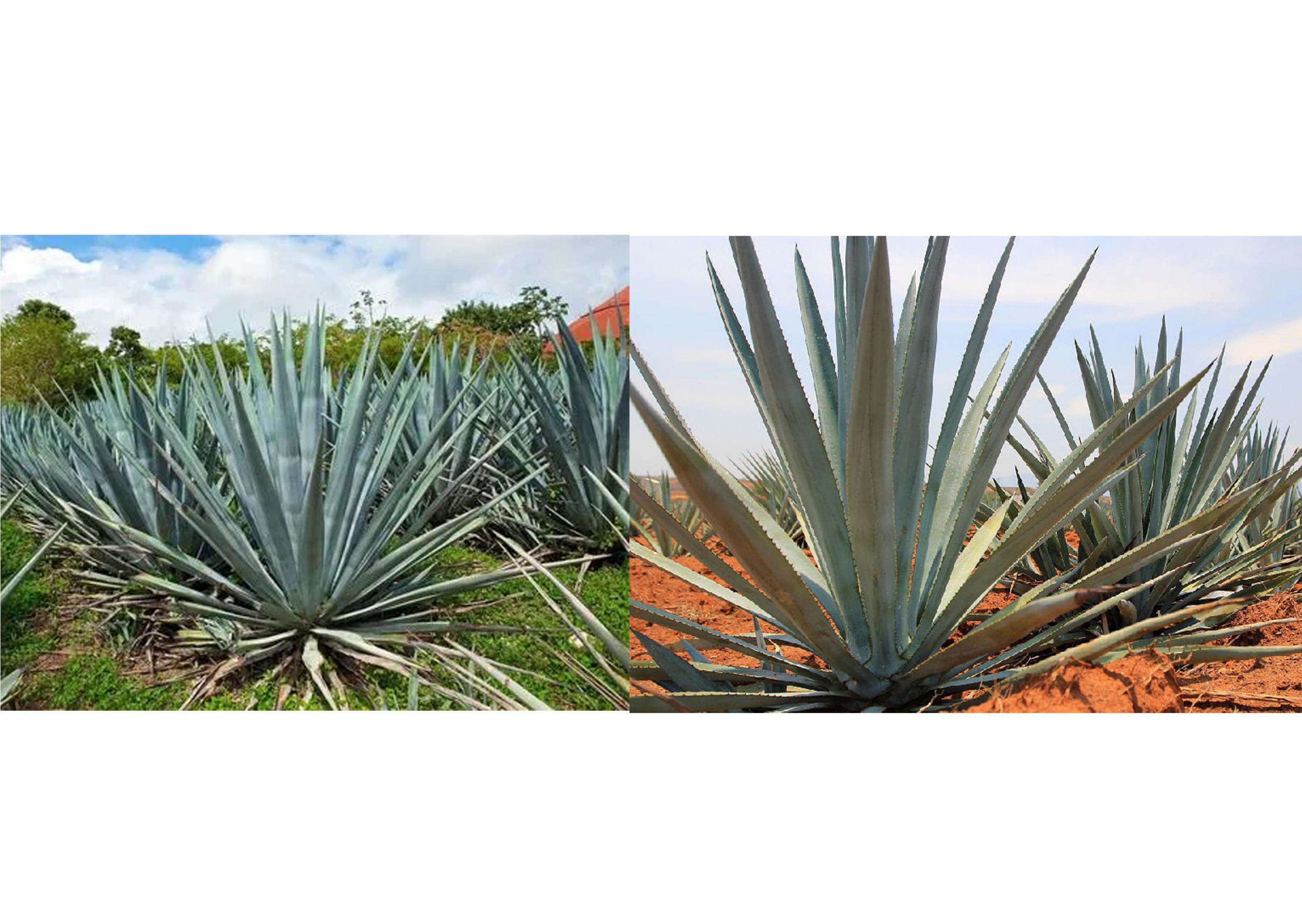 product 700ml round glass liquor bottle with tequila from  customizable glass bottle supplier that guarantees both quality and quantity-2