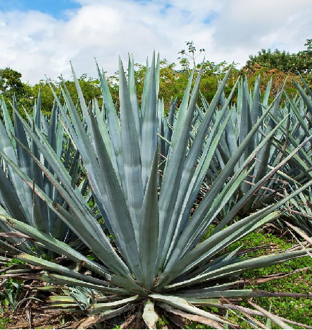 product matte black liquor tequila glass bottle a customizable masterpiece for your premium tequila brand-2