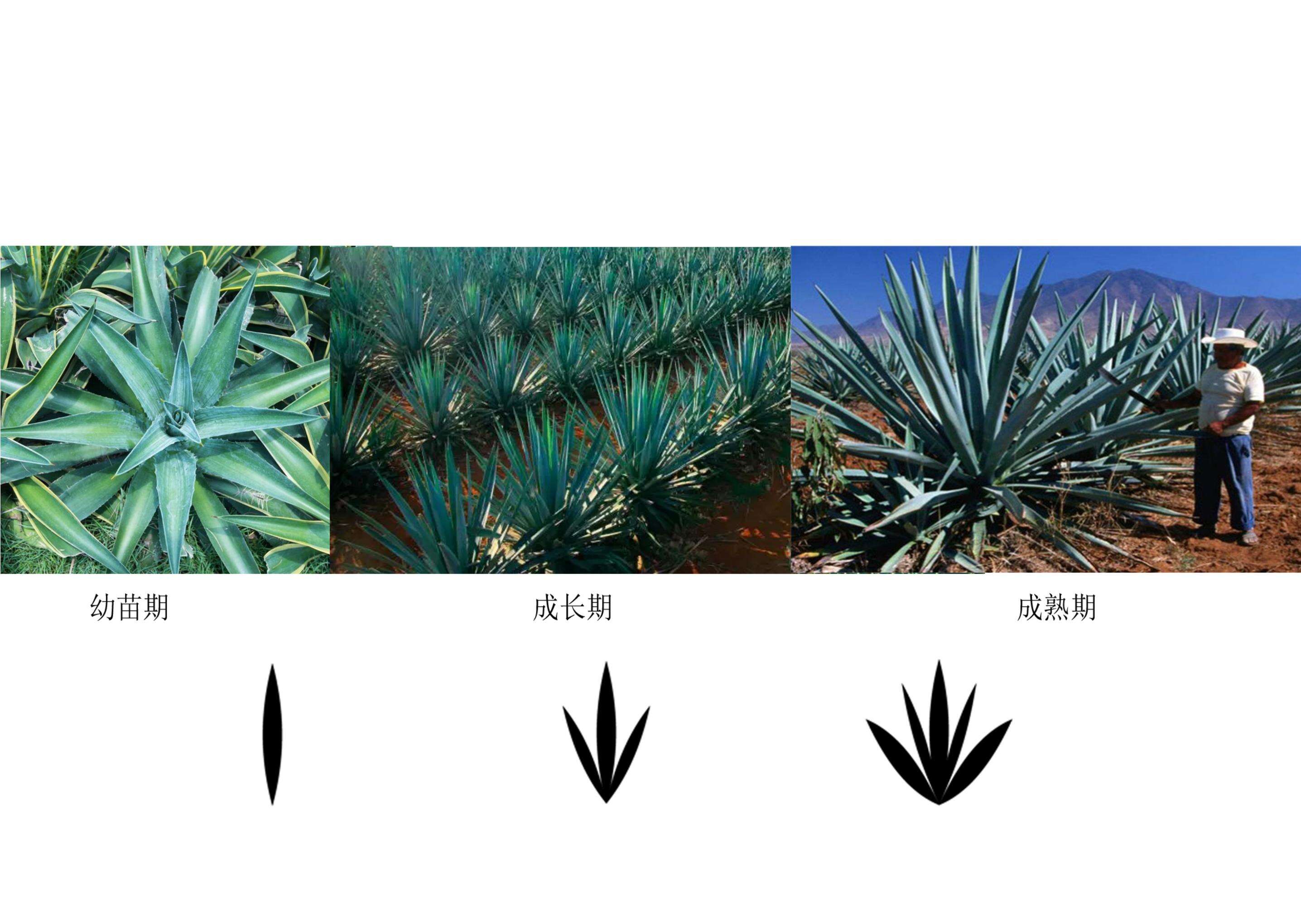 product glass bottle manufacture luxury spirits bottle and box 750ml 1000ml custom spirits bottle-2