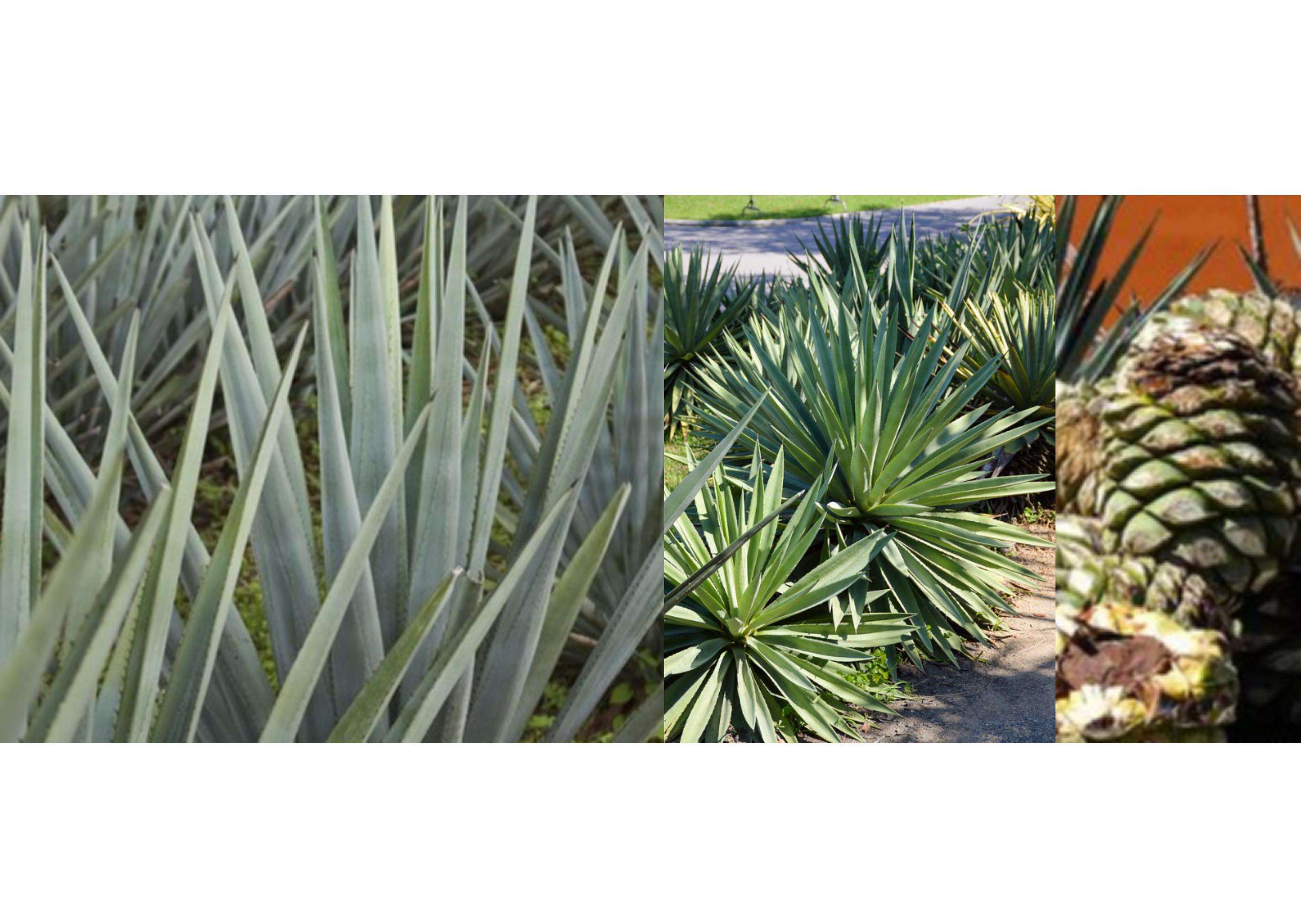 product wholesale 700ml 750ml collectors edition glass tequila bottles customizable logos cork sealing decal surface handling carton-2