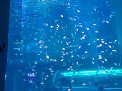 Панели из устойчивого к УФ-излучению плексигласа защищают целостность бассейна круглый год