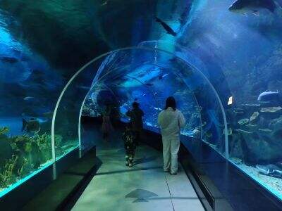 Engineering-grade acrylic tanks meet safety factors for public aquarium installations