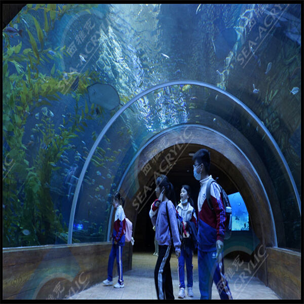 Acrylic Aquariums: The Top Choice