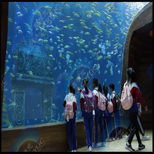 Suchen nach erschwinglichen Acryl-Aquarium-Optionen für Ihr Budget