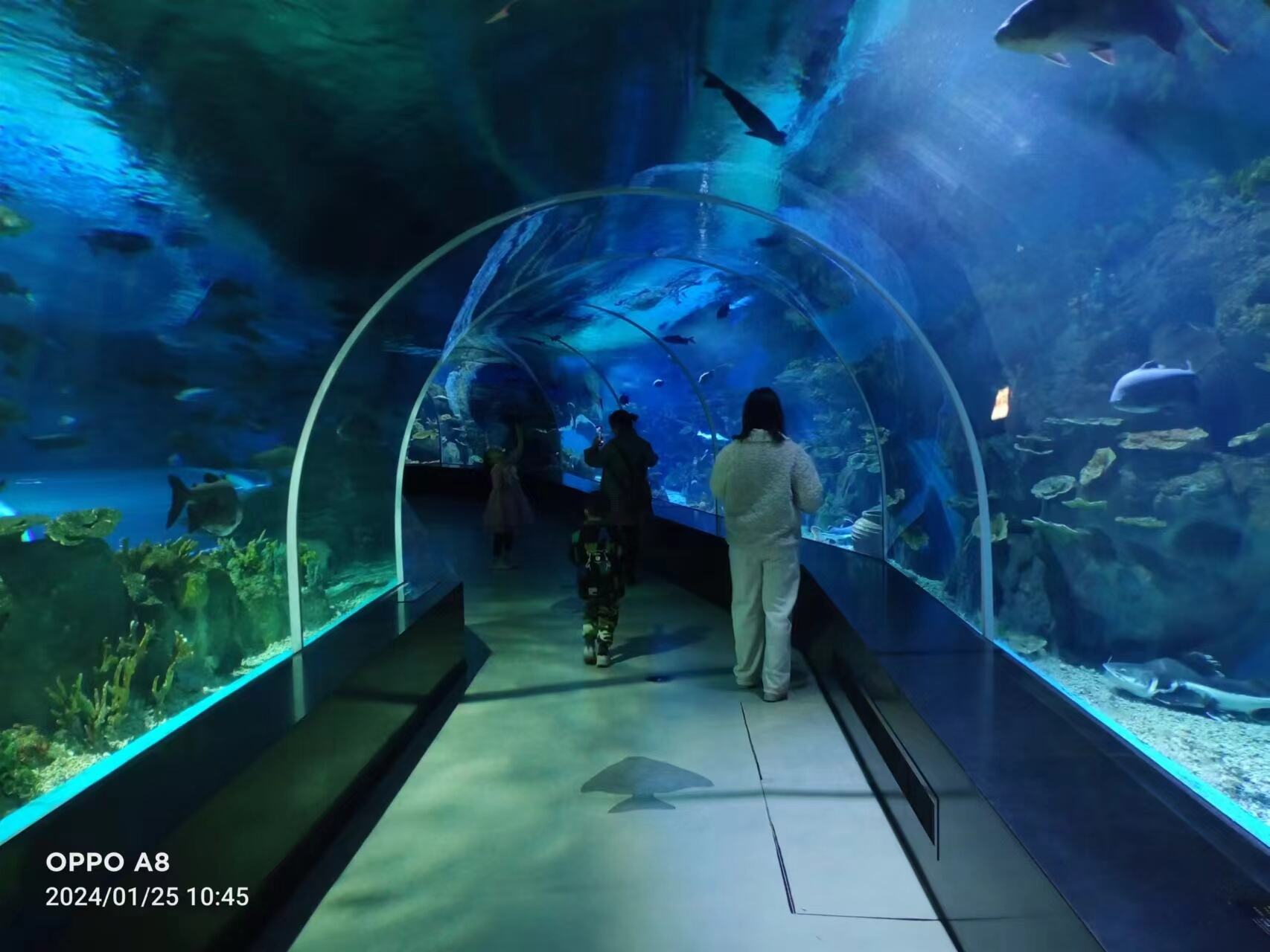 transparent underwater acrylic glass tunnel aquarium project price manufacture