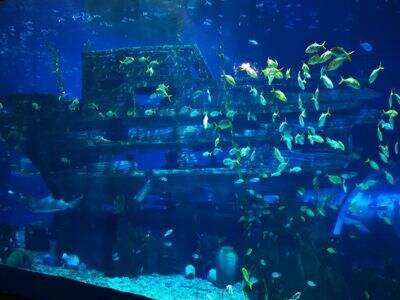 What You Need to Know About DIY Acrylic Swimming Pools