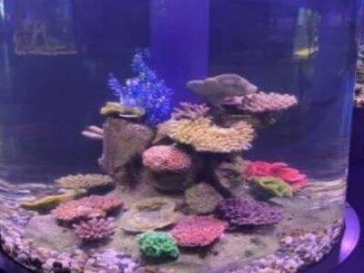 円筒形のアクリル水槽が海洋生物に最適な理由とは？