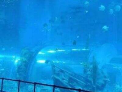 What Makes Acrylic Tanks a Durable Choice for Marine Displays