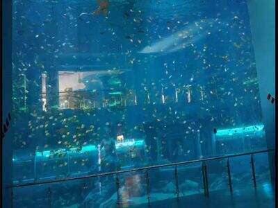 Akwaria publiczne polegają na panelach akrylowych spełniających rygorystyczne przepisy przeciwpożarowe