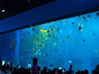 Por qué los diseños de acuario cilíndrico de metacrilato dominan el mercado