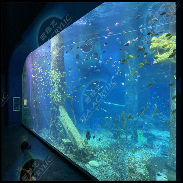 La magie de la vue sous l'eau avec des vitrines de piscine en acrylique