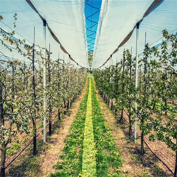 Crecimiento duradero de las plantas con estacas de fibra de vidrio de calidad