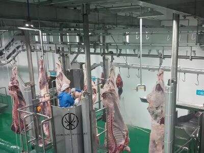 From Farm to Fork: The Journey Through Cow Slaughterhouses