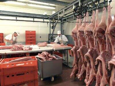 Behind the Scenes: The Daily Operations of a Cattle Slaughterhouse