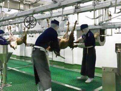 Halal Slaughterhouse Equipment: Key Considerations for Ethical Processing