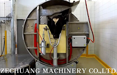 Cattle slaughtering assembly line equipment