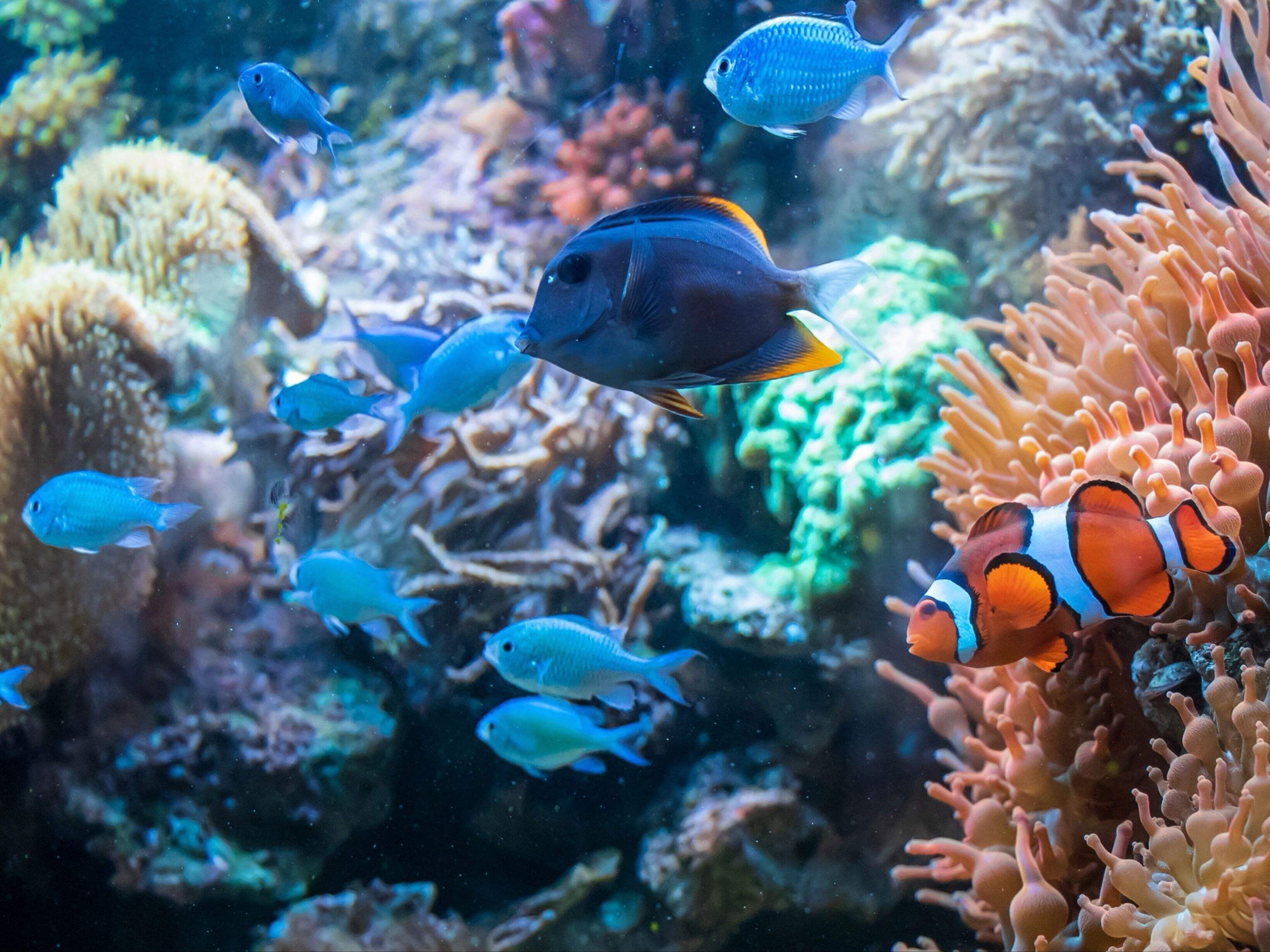 Protecting Coral Reefs: A Crucial Mission for Divers and Environmental Organizations