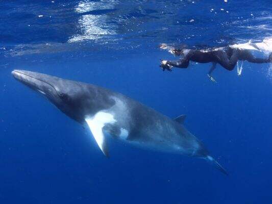 Exploring the Best of Australia's Local Diving