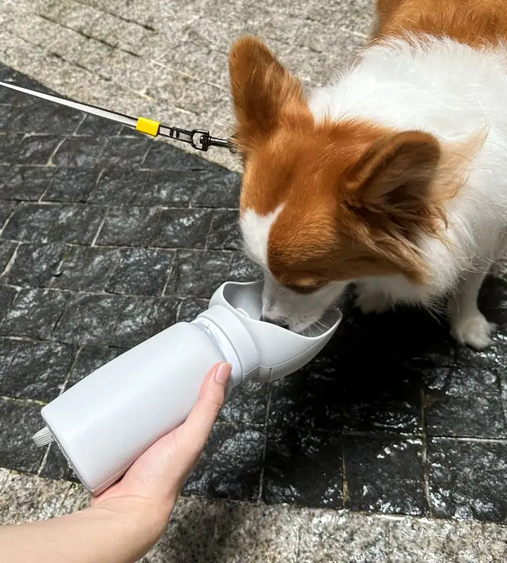 KEAN Collapsible Dog Water Bottle: Compact and Convenient