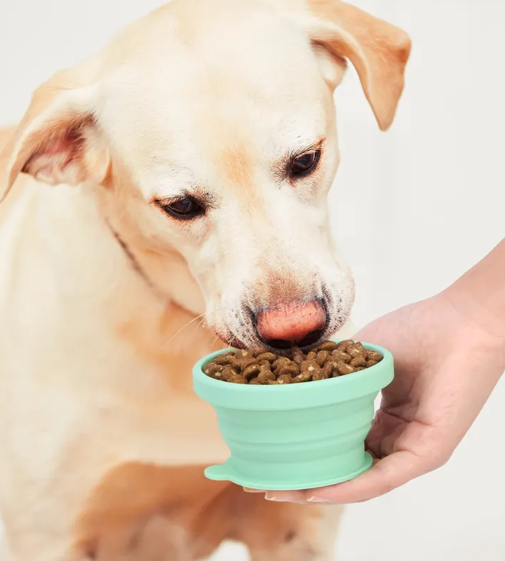 Make Your Pet's Mealtime Automated with KEAN Automatic Pet Feeders