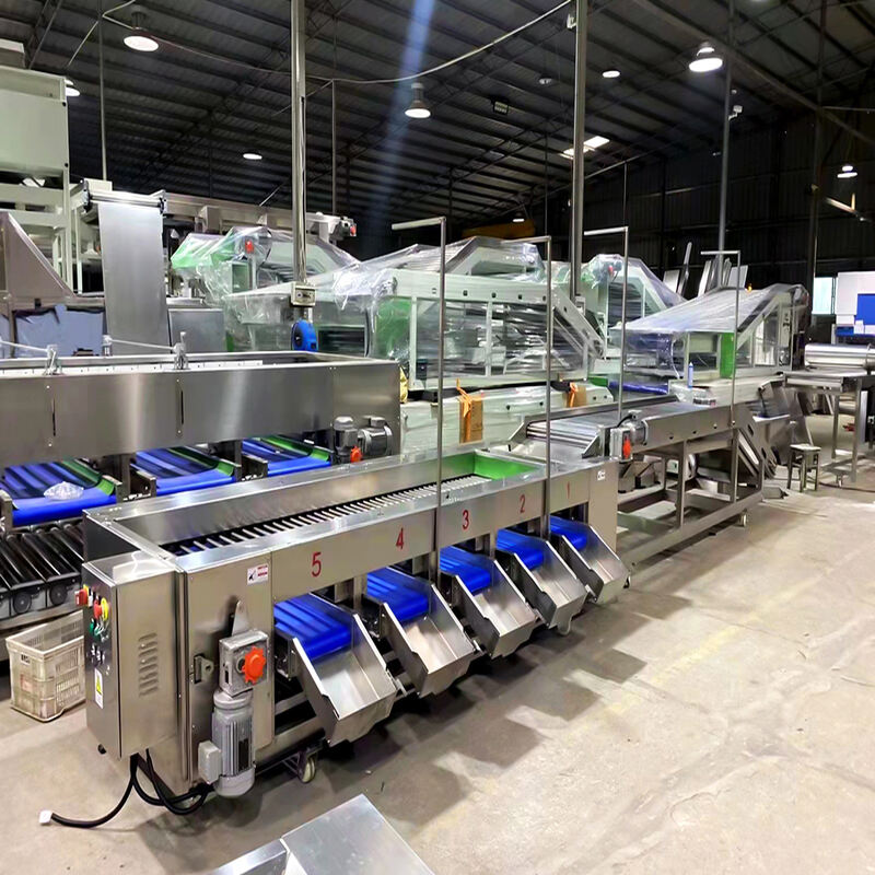 Carrot Onion Washing Peeling Sorting Machine factory