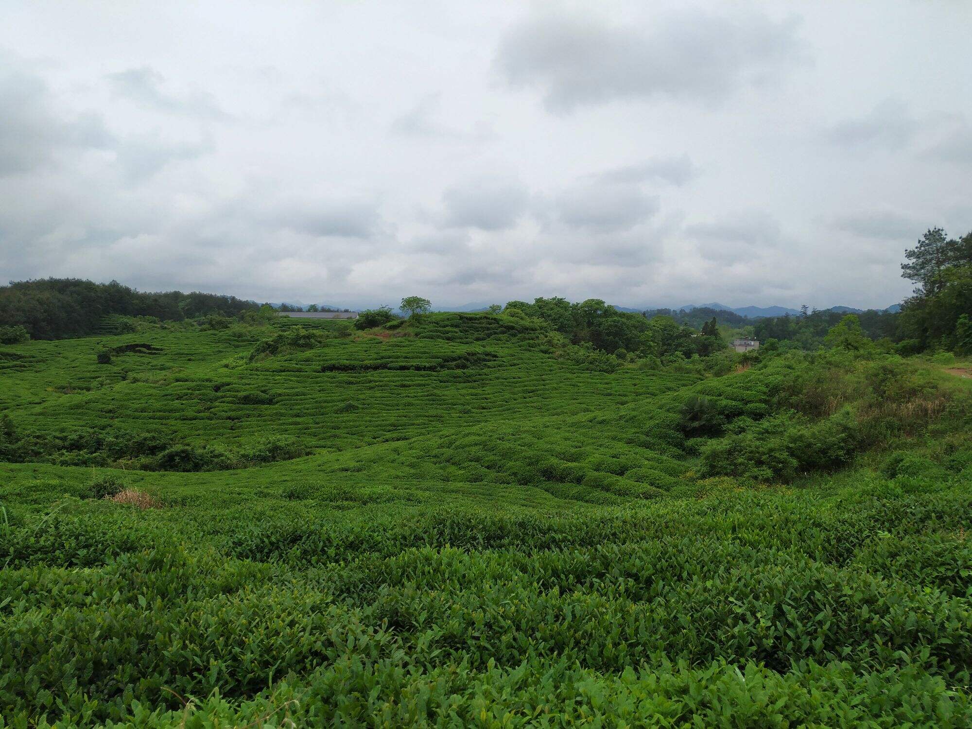 LongQuan tabanı