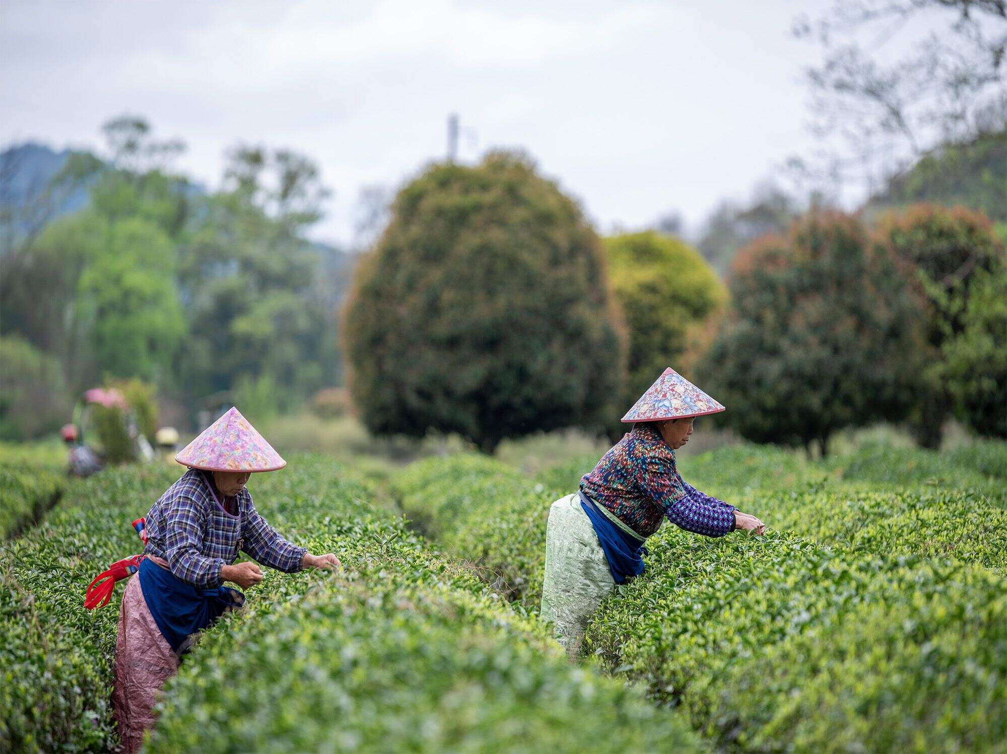 清華茶克蘇