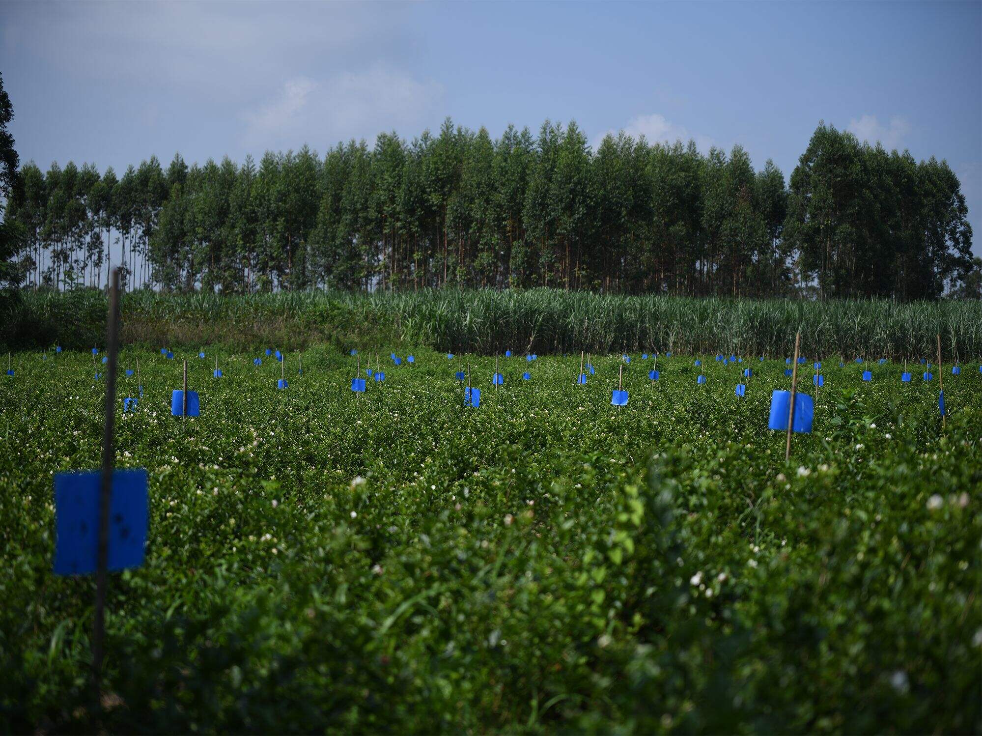 База Hengxian Jasmine