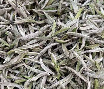 Silver Needle Tea