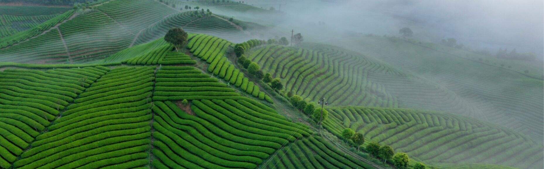 Căn cứ