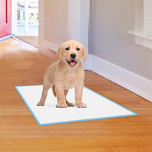 Tips and Tricks for Using Dog Training Pads