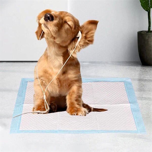 A Comprehensive Look at Dog Training Pads