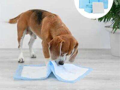 Puppy Training Pads: How to Train Your Puppy Effectively