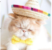 Dog Sombrero Hat, Mini Straw Sombrero Hats Mexican Hats Sombrero Party Hats for Small Pets/Puppy/Cat manufacture