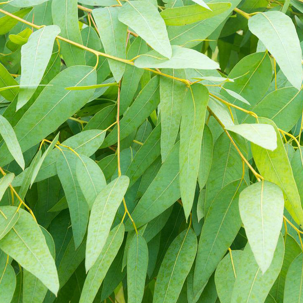 Eucalyptus Essential Oil