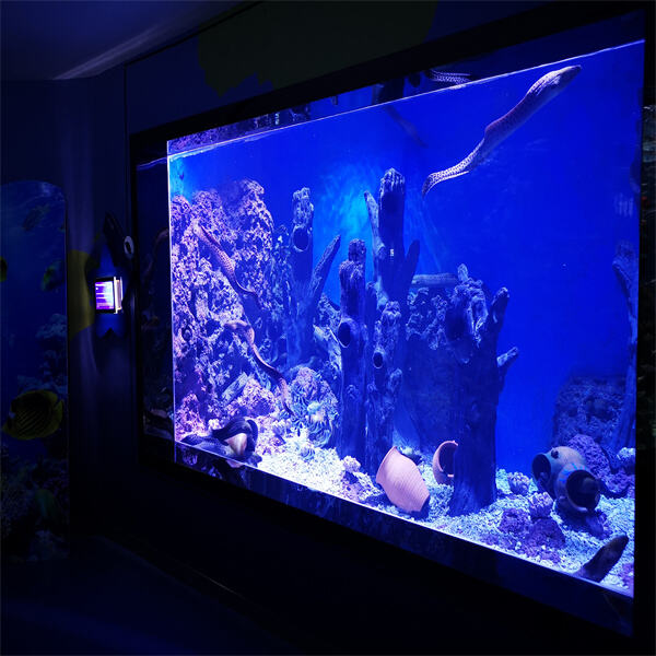 Transforming Your Home with a Stunning Large Fish Tank Aquarium
