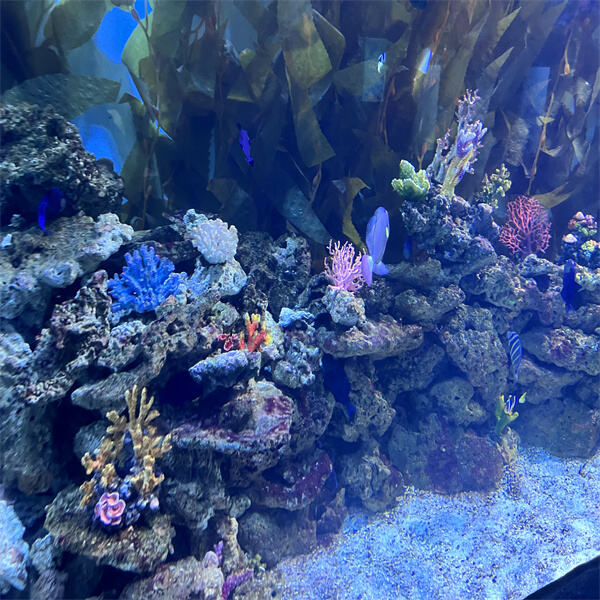 How Much Will a Large Saltwater Aquarium Really Cost You?
