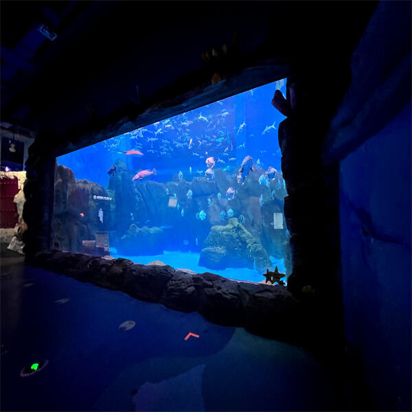 Design Your Dream Aquarium with Extra Large Fish Tanks