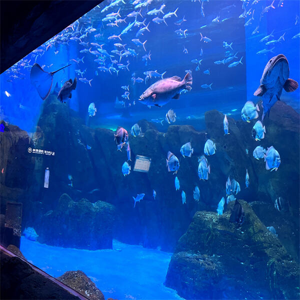 Enjoy the therapeutic benefits of owning a sizable acrylic fish tank 