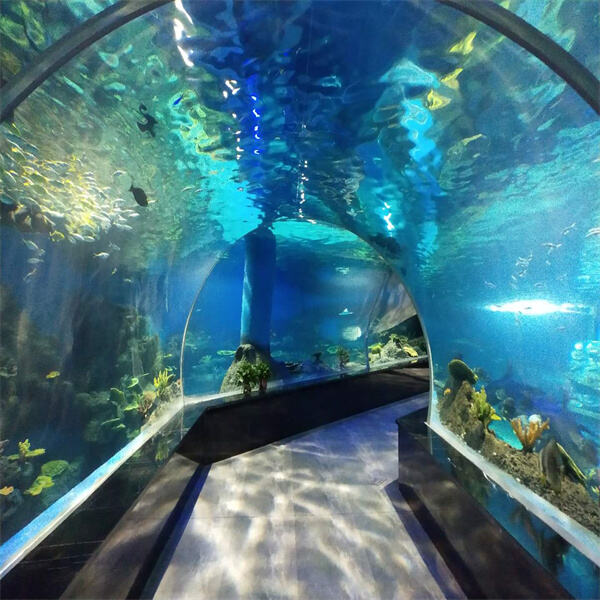 Best Aquarium Tunnel Destinations, Revealed