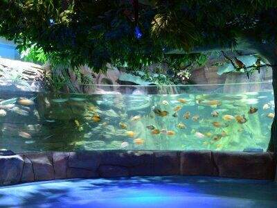 How to ensure the safety of an acrylic fish tank