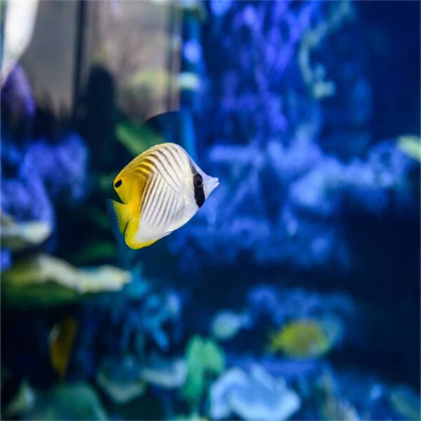 A Beginner's Guide to Starting a Large Saltwater Aquarium