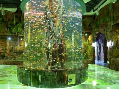 The role of a stunning Aquarium Tunnel in creating an immersive guest experience