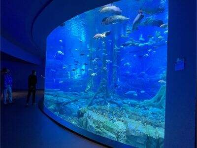 Why the Optical Properties of Acrylic Are Perfect for Underwater Restaurant Projects