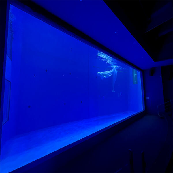 Choosing the Right Fish for Your Commercial Fish Tank