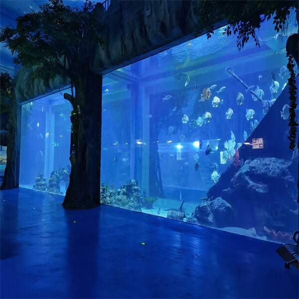 Designing Your Dream Aquarium