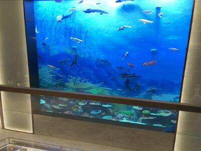 A deep dive into the filtration systems for a commercial Large Acrylic Aquarium