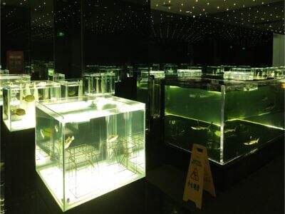 Bakit ang mga Tambak ng Akrylic Aquarium ay Natutukoy bilang Pinakamainam para sa mga Entusiasta ng Aquatic