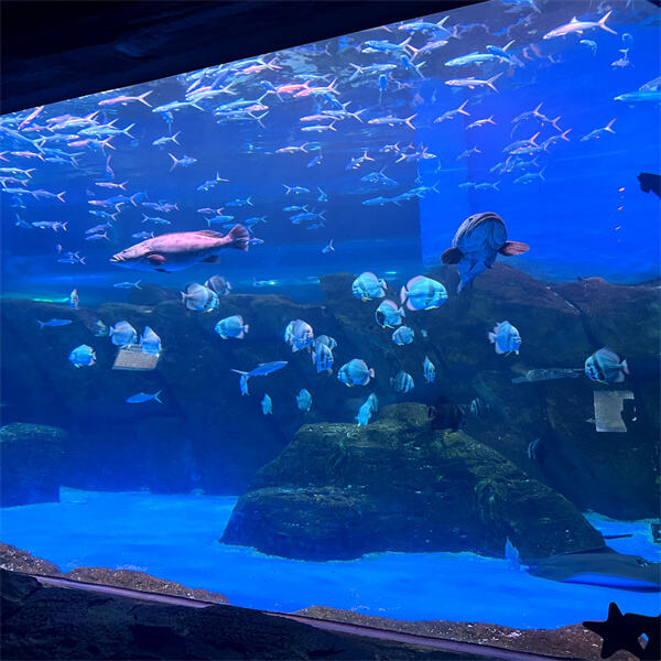 Create a Serene Underwater Oasis with a Large Acrylic Tank